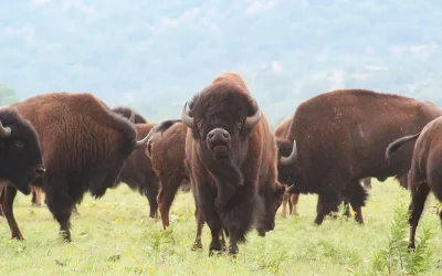 Buffalo Ranch