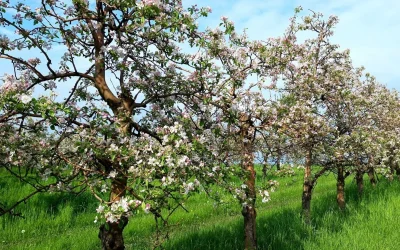 Obstland-Route