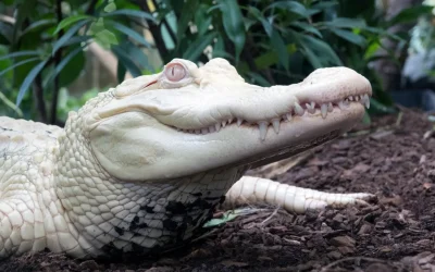 Reptilienwelt Beilrode