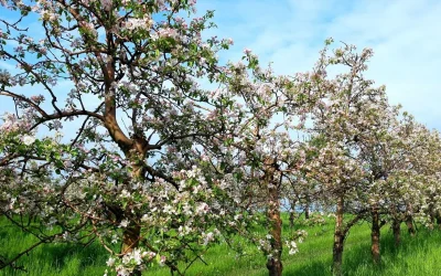 Sächsisches Obstland